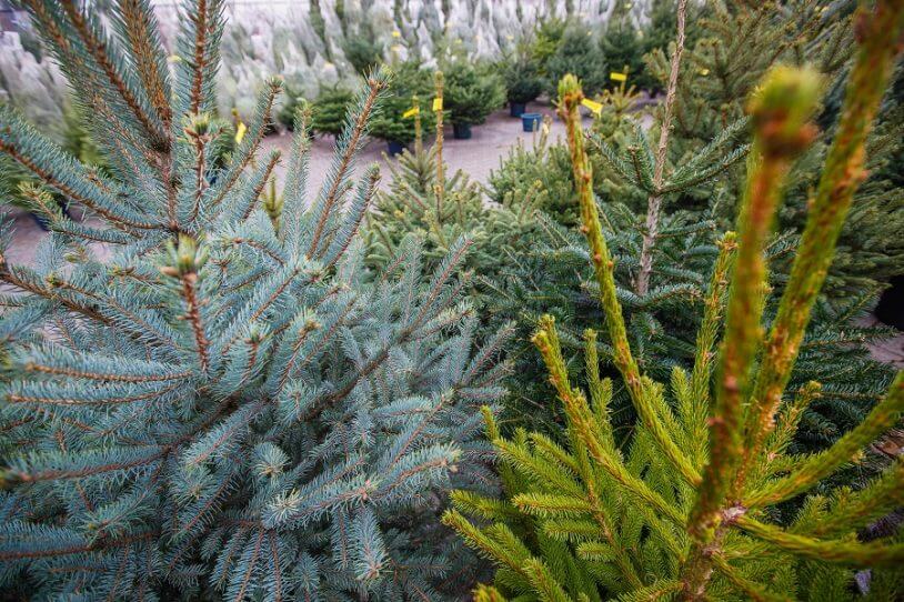 Kerstboom met kluit Echte kerstboom herplanten Buitenleven