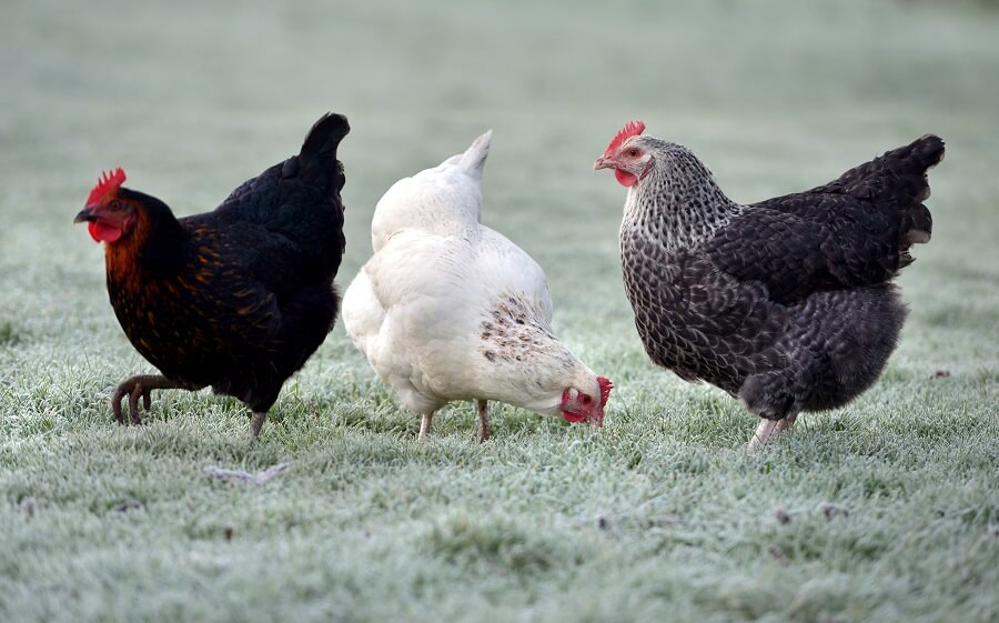 Kippen in de tuin: wat eten ze? Tuinieren met Buitenleven