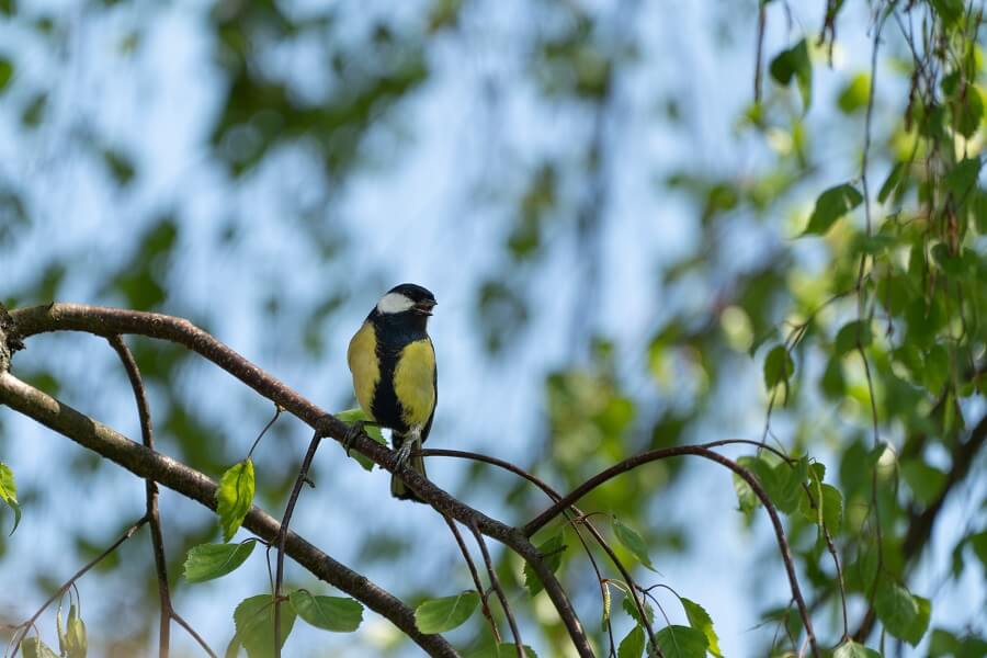 Met deze vijf tips kun je vogels naar je tuin lokken - Tuinieren met Buitenleven
