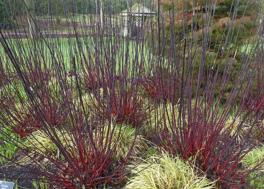 Kornoelje komt in vele soorten en maten, Japanse kornoelje, Canadese kornoelje, fleur je tuin ermee op - Tuinieren met Buitenleven
