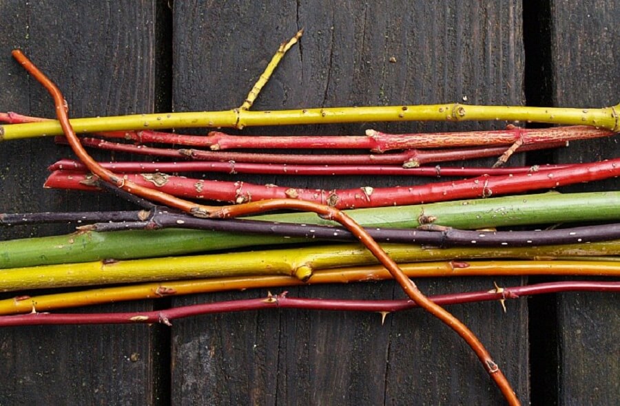 Een zeer geschikte heester is Cornus, staat mooi in iedere border - Tuinieren met Buitenleven