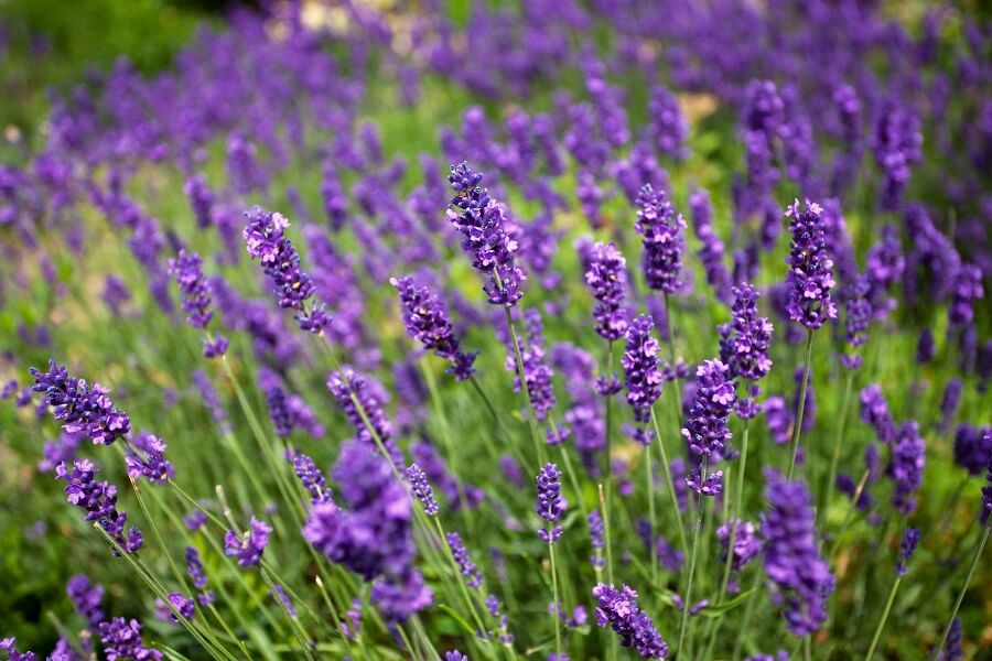 Een zee van paarse lavendel is ook iets waar hommels en bijen van houden.