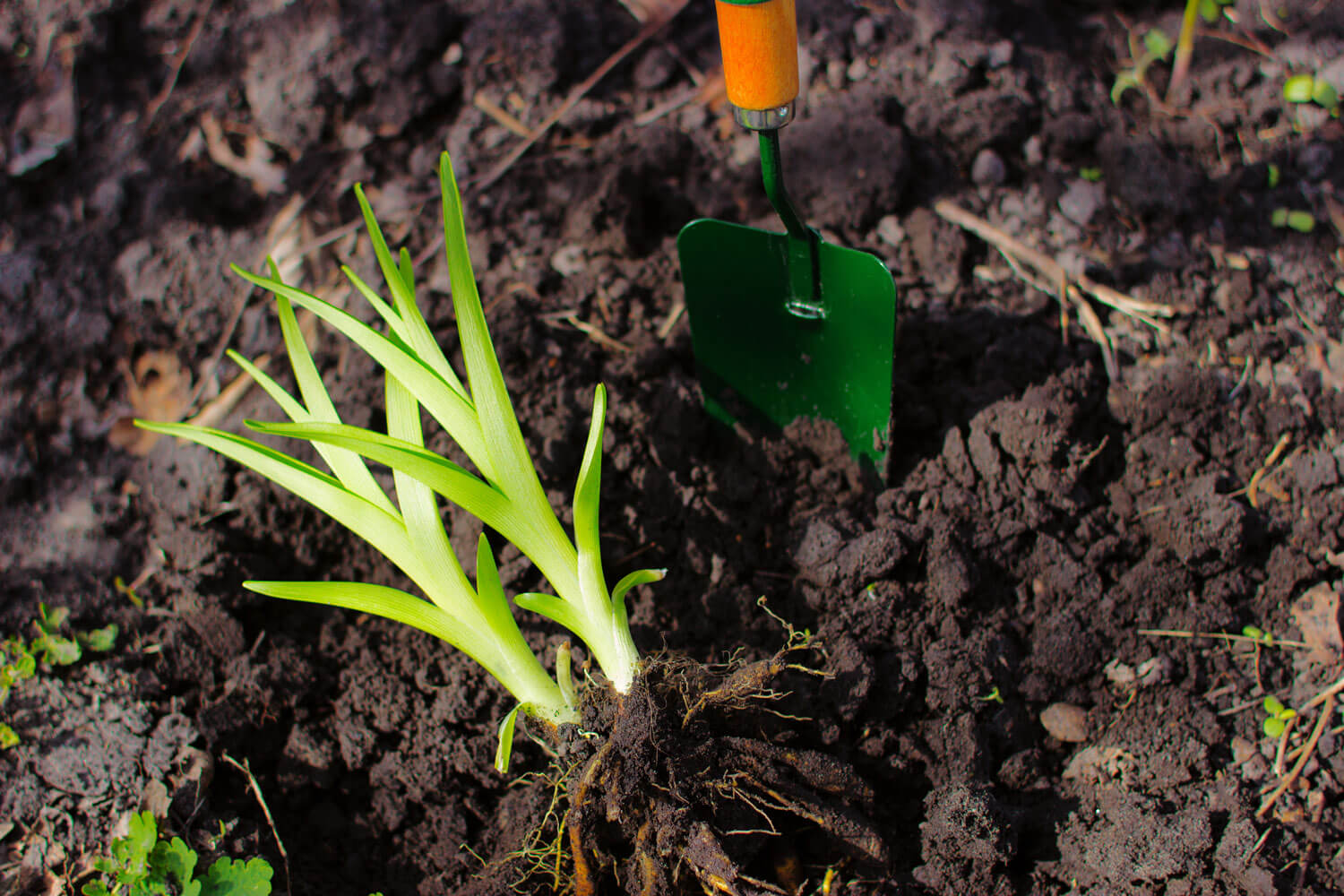 Wanneer kun je het beste vaste planten en bloemen verplanten en aanplanten? Tuinieren met Buitenleven