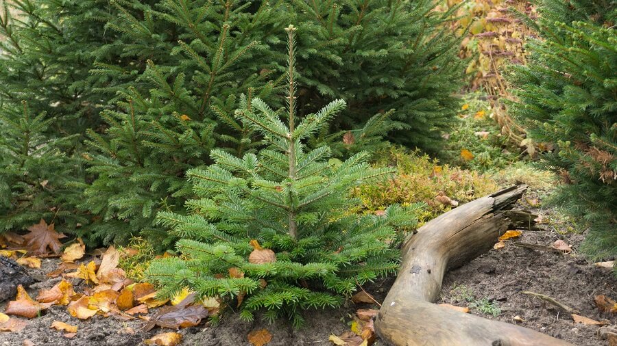 Zeven ideeën om je oude kerstboom groen te recyclen in eigen tuin – Tuinieren met Buitenleven