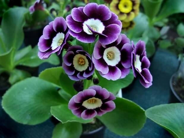 Primula 3 620