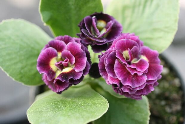 Primula credit Foto Woottens of Wenhaston620