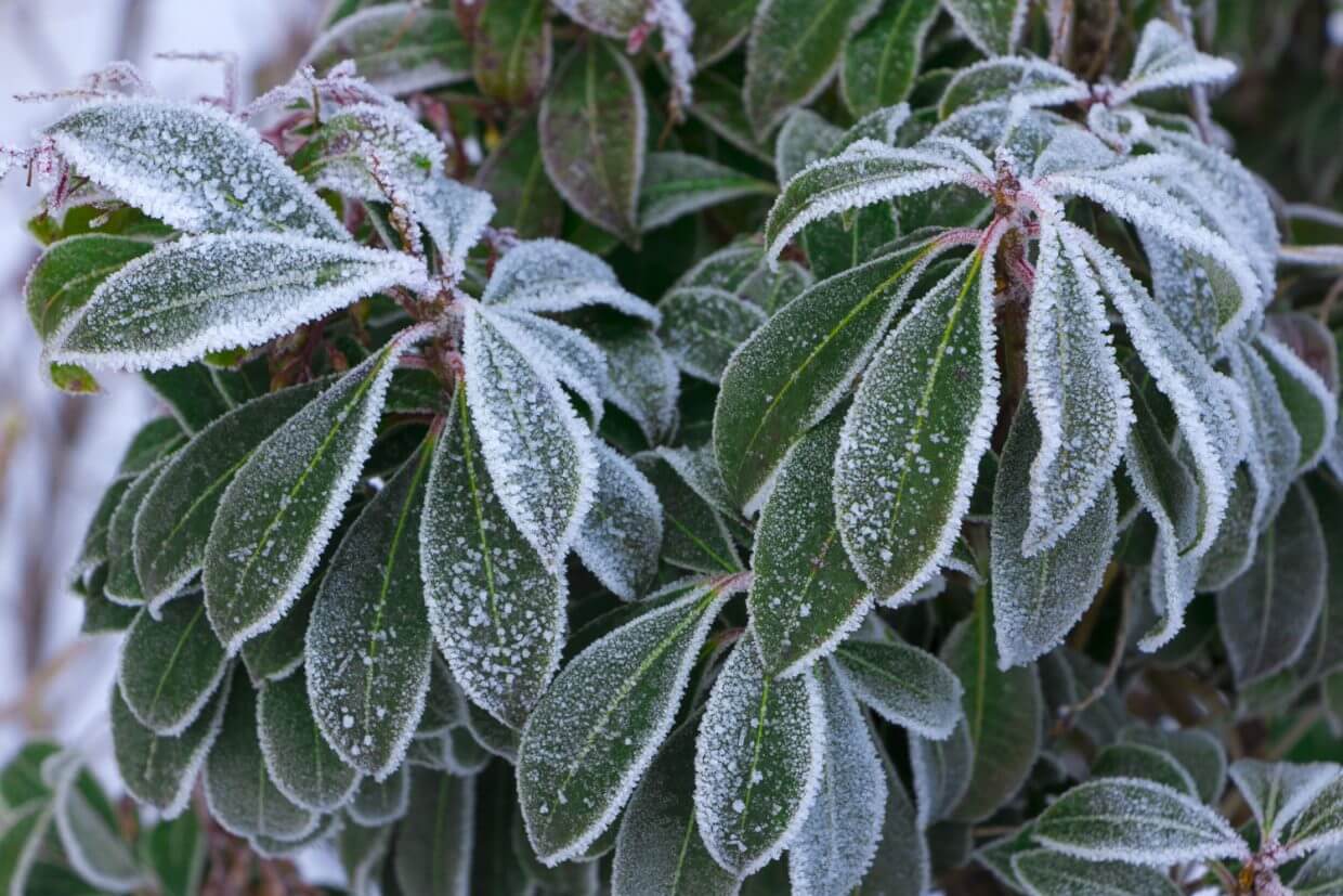 Sommige rododendrons verdragen temperaturen tot -20 °C