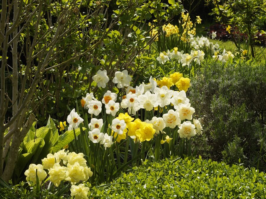 Vele soorten narcissen in tuin vrolijken de boel op - Tuinieren met Buitenleven