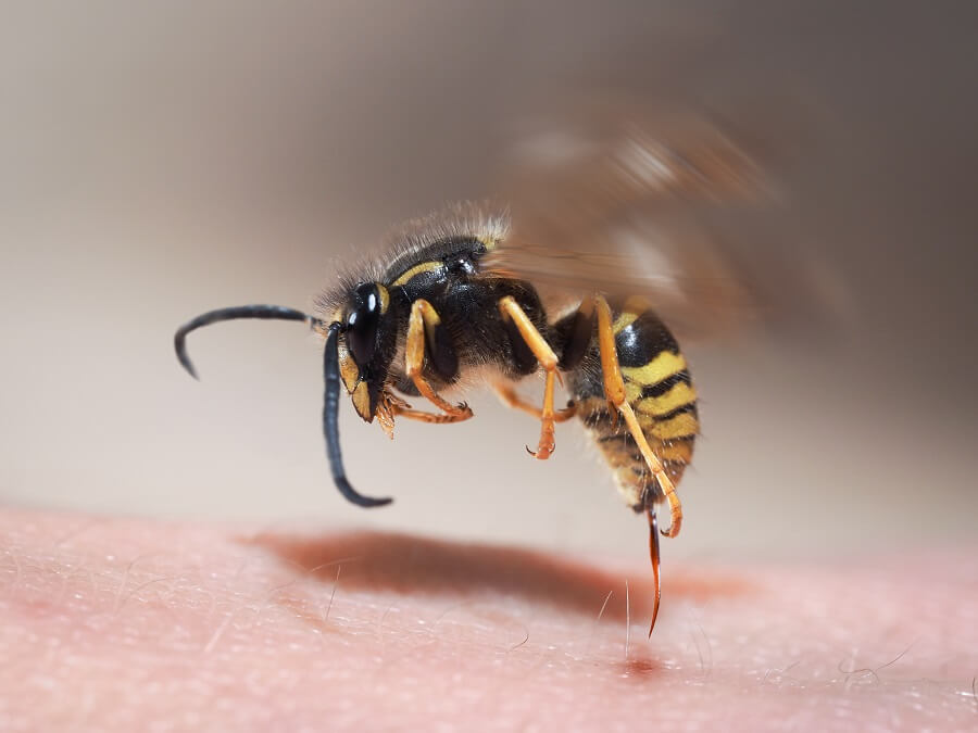 Een wespensteek is vervelend. Wat zijn de gevolgen en wat doe je na een wespensteek?