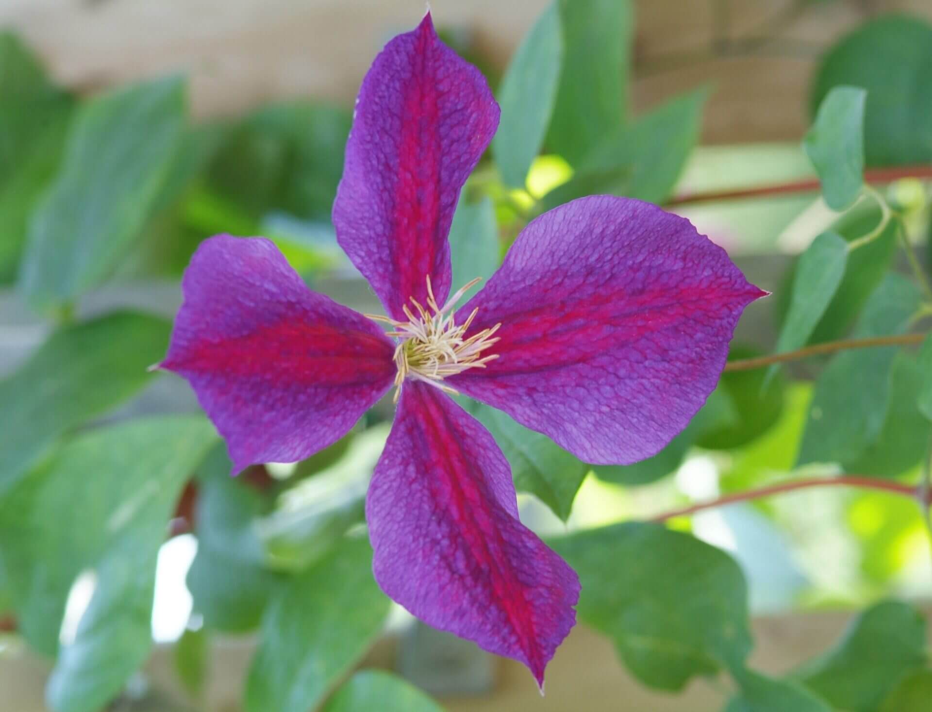 Clematis ‘Star of India’ 