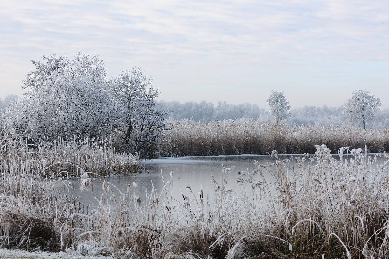Winters landschap in Friesland.
