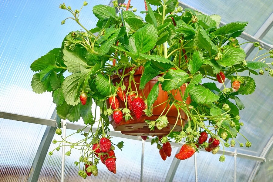 Zeven tips om je eigen aardbeien te kweken in de tuin of in een pot – Tuinieren met Buitenleven