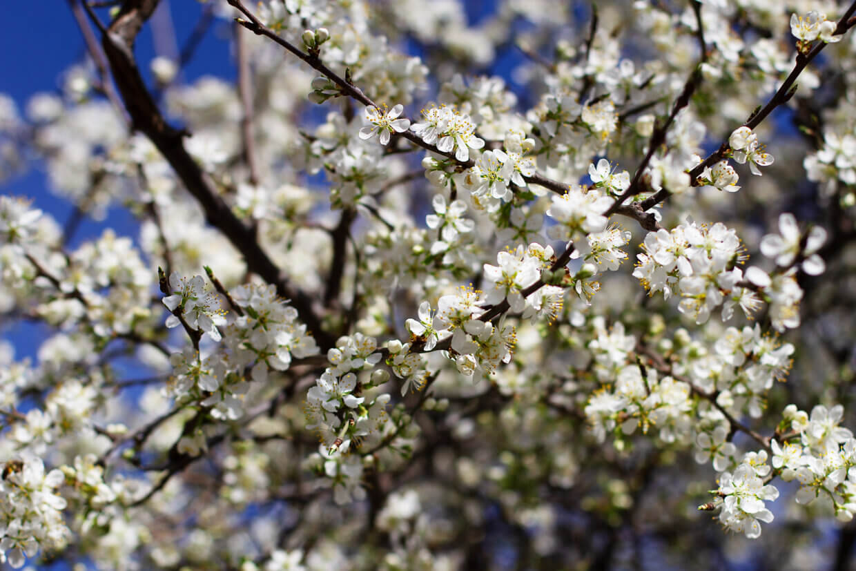 fruitboom abrikozenboom