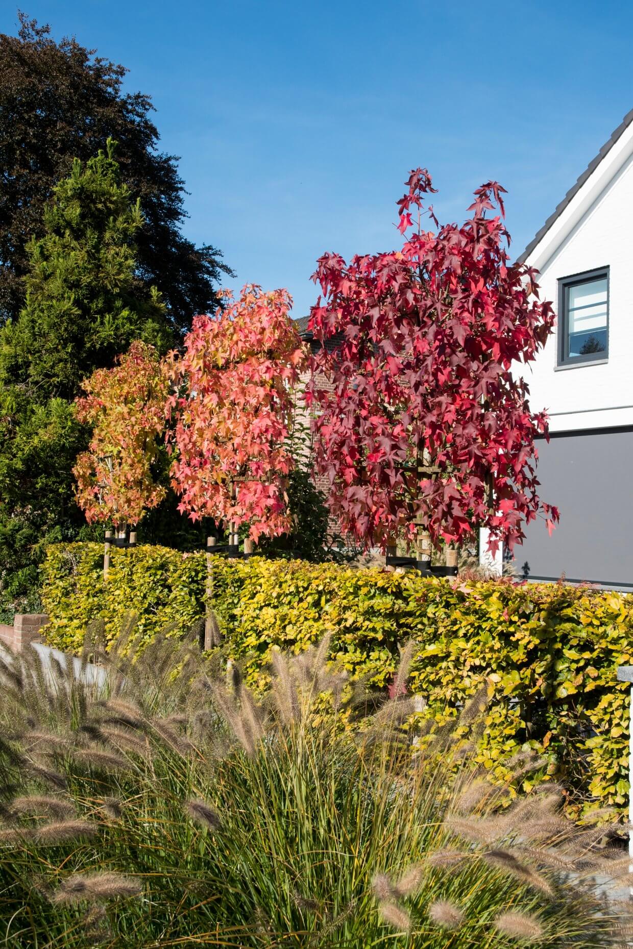 boom planten