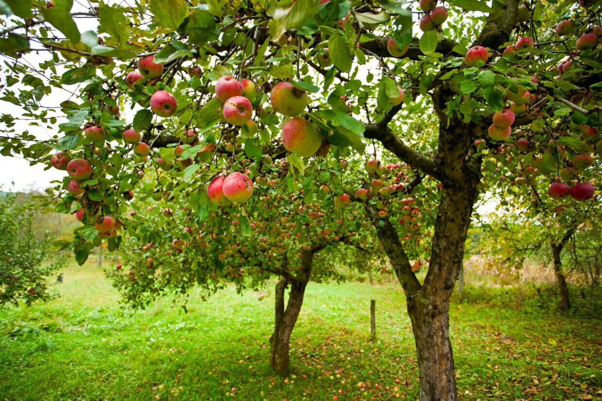 Alles Over Fruitbomen: Soorten, Verzorging En Tips – Buitenleven