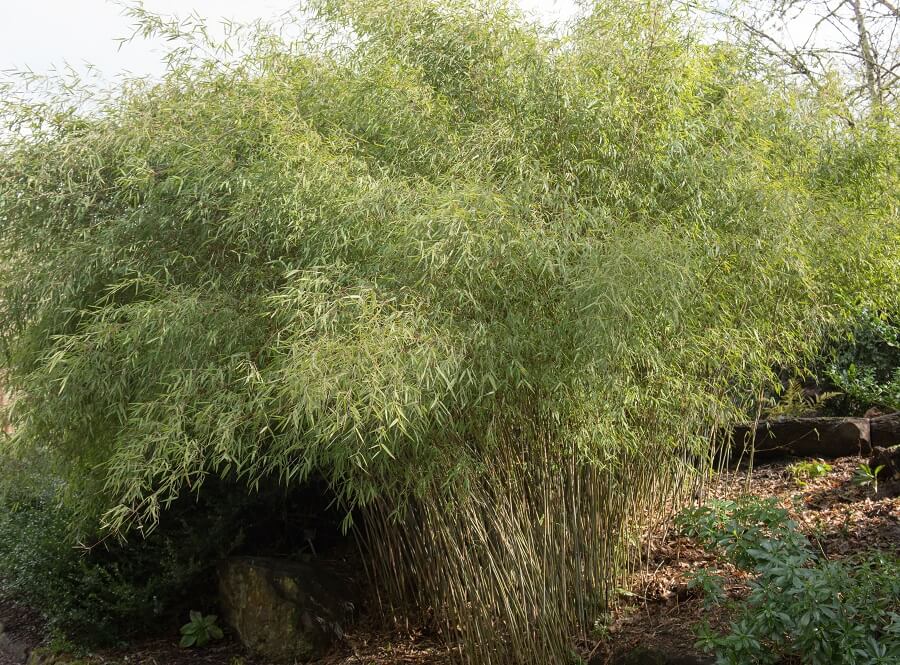 Het verwijderen van bamboe is niet simpel, Buitenleven legt uit