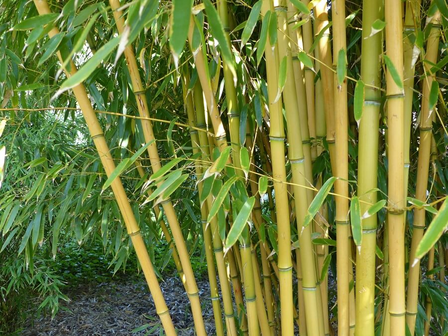 Obsessie Vrijgevigheid album Woekerende bamboe effectief verwijderen - Natuurlijke wijze – Buitenleven