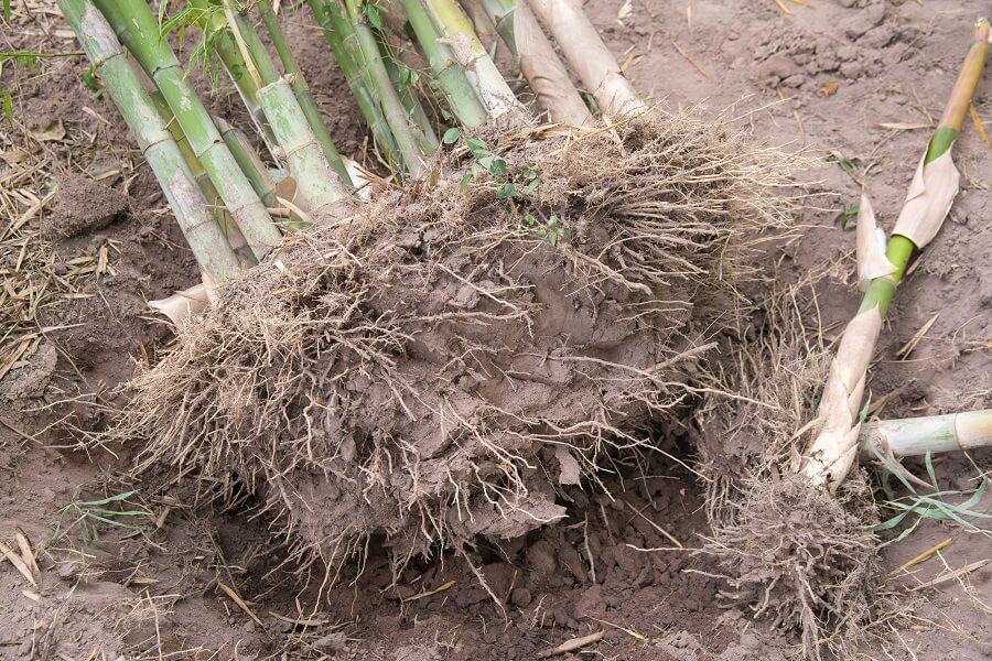 Ordelijk Nadruk composiet Woekerende bamboe effectief verwijderen - Natuurlijke wijze – Buitenleven