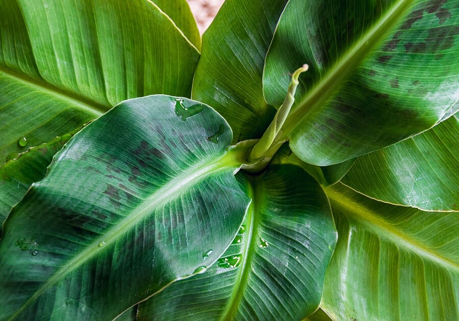 Bananenplant in huis? Tips voor verzorging, soorten en soorten mét bananen - Buitenleven
