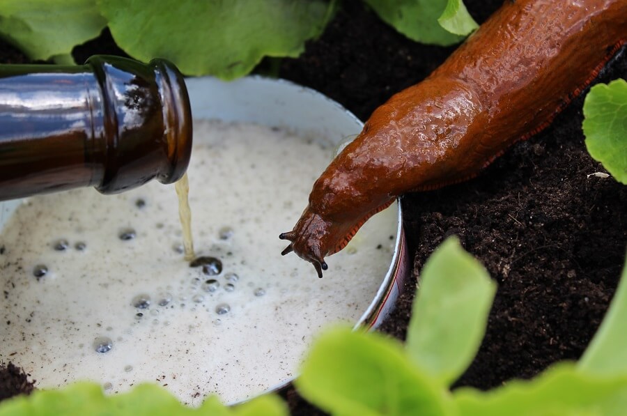 Slakken komen af op de geur van bier en tuimelen in de bierval.