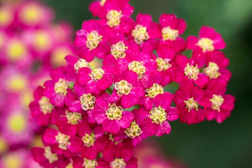 Suggesties voor felgekleurde borderplanten - Tuinieren met Buitenleven