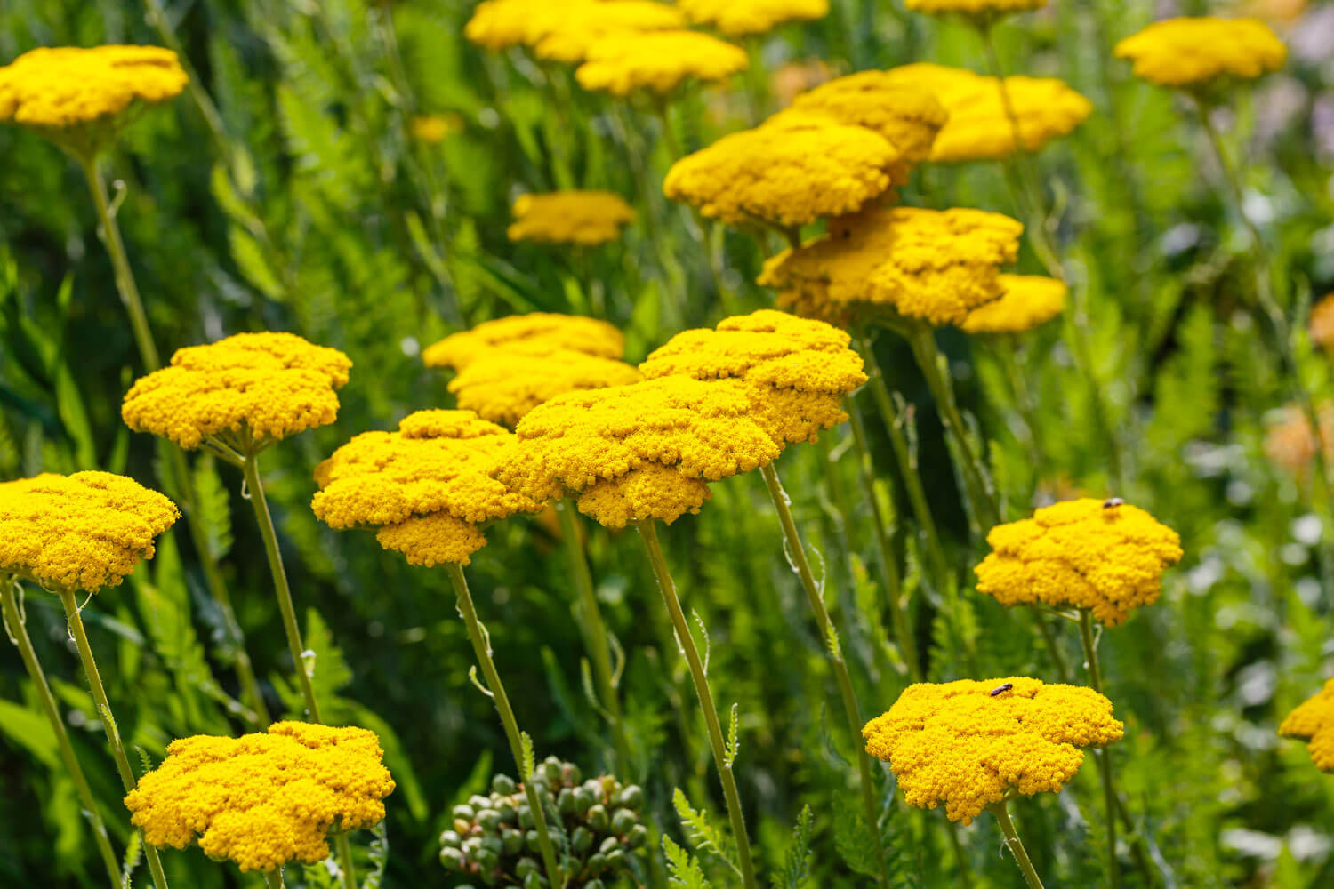 Suggesties voor felgekleurde borderplanten - Tuinieren met Buitenleven