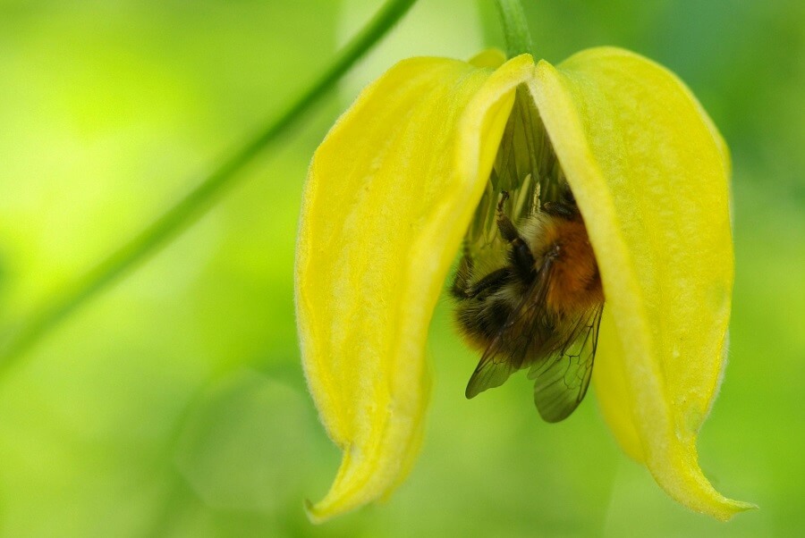 Zeven insectvriendelijke laatbloeiers die kleur geven aan september – tuinieren met Buitenleven.