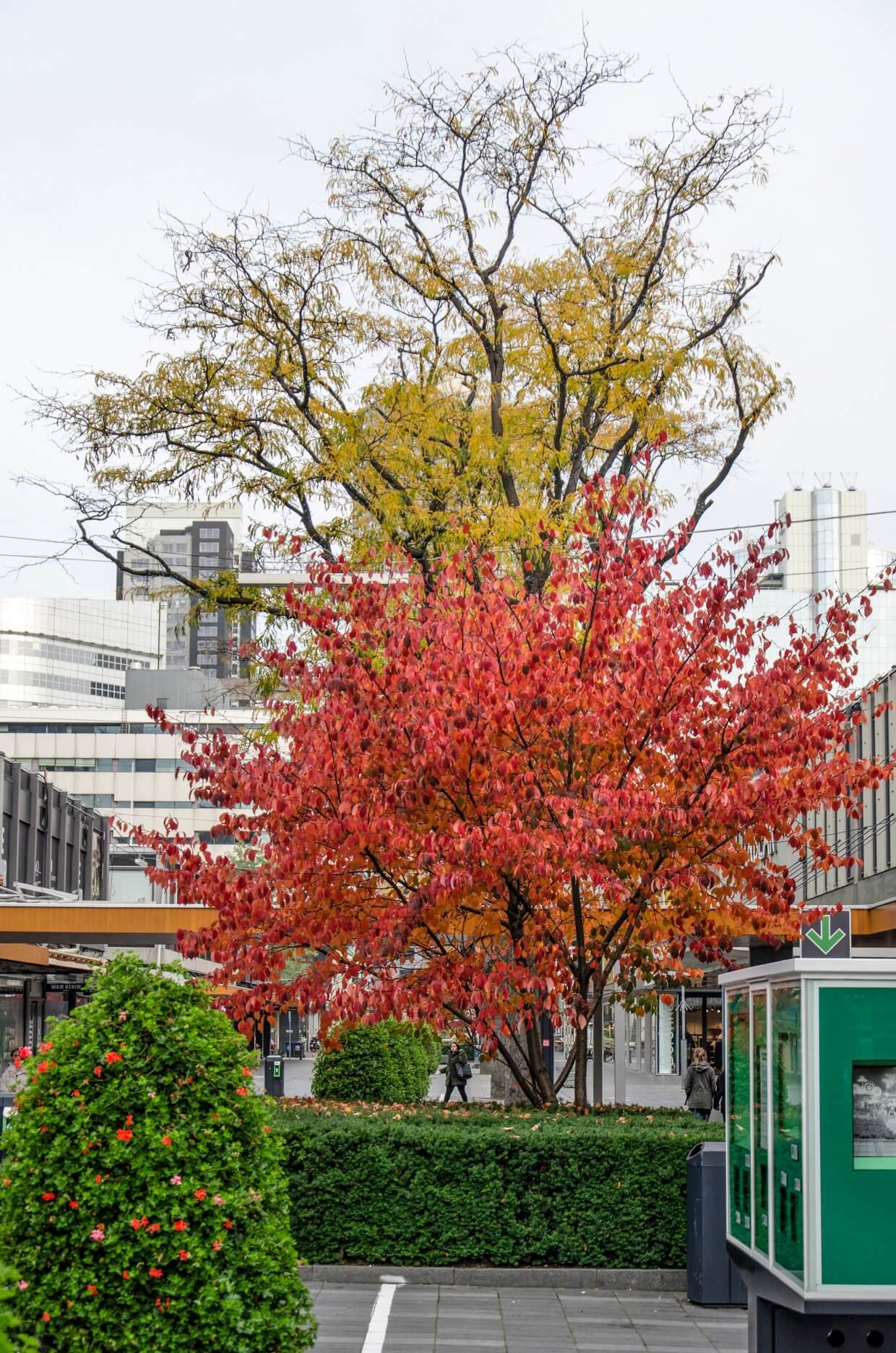 gleditsia-en-malus