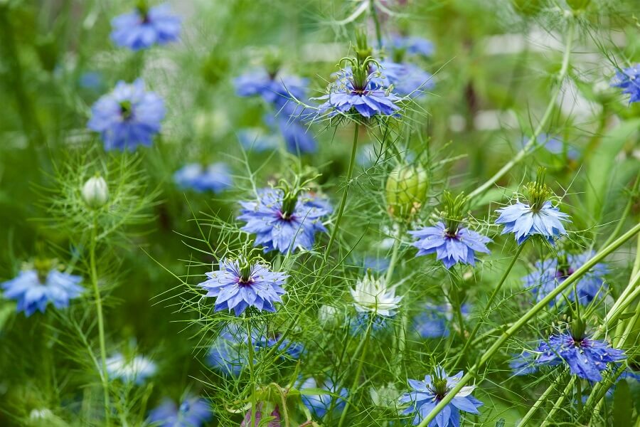 Namen van blauwe bloemen voor de tuin – Buitenleven