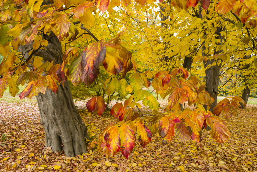 kleurrijke herfstbomen