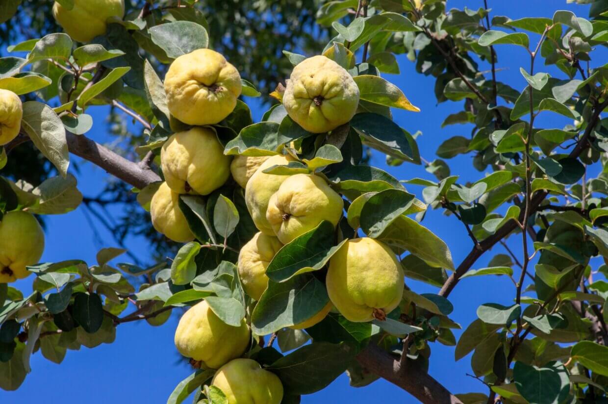 Alles over fruitbomen soorten, en tips Buitenleven