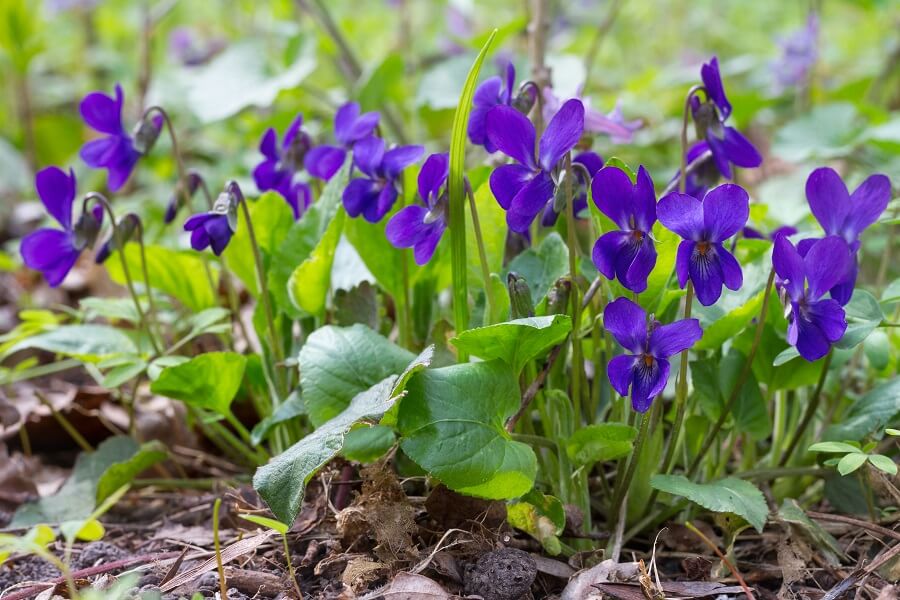Het maarts viooltje is herkenbaar aan de afwijkende vorm van de bloemblaadjes.