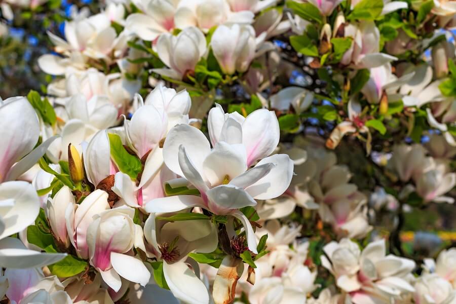 De magnolia vormt bloemen voordat blad wordt aangemaakt. De boom bloeit tweemaal per jaar.