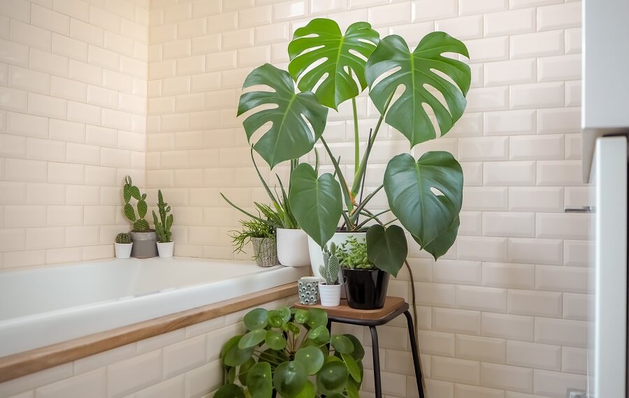 Makkelijk en mooi, zo'n gatenplant in je badkamer. Hier ook met een pannenkoekplant erbij. 