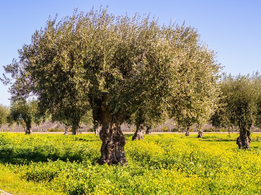 De olijfboom in pot op terras, als kamerplant óf in de tuin - tuinieren met Buitenleven