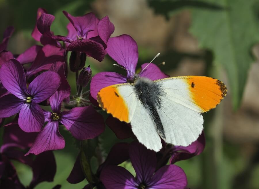 Vlinders herkennen in eigen land - Natuur met Buitenleven