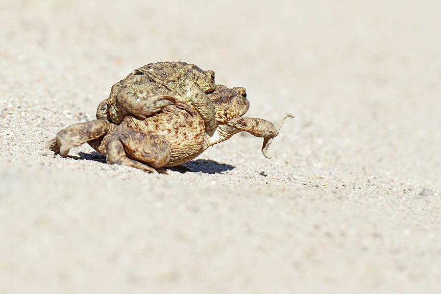 Help amfibieën oversteken tijdens de paddentrek – natuur bij Buitenleven magazine