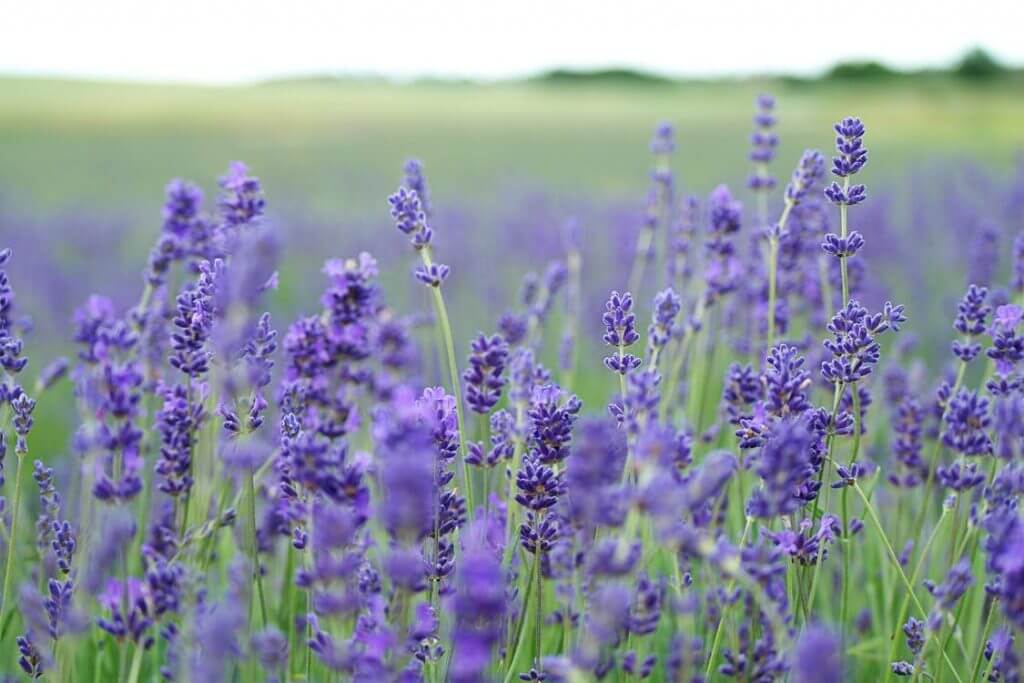 lavendel