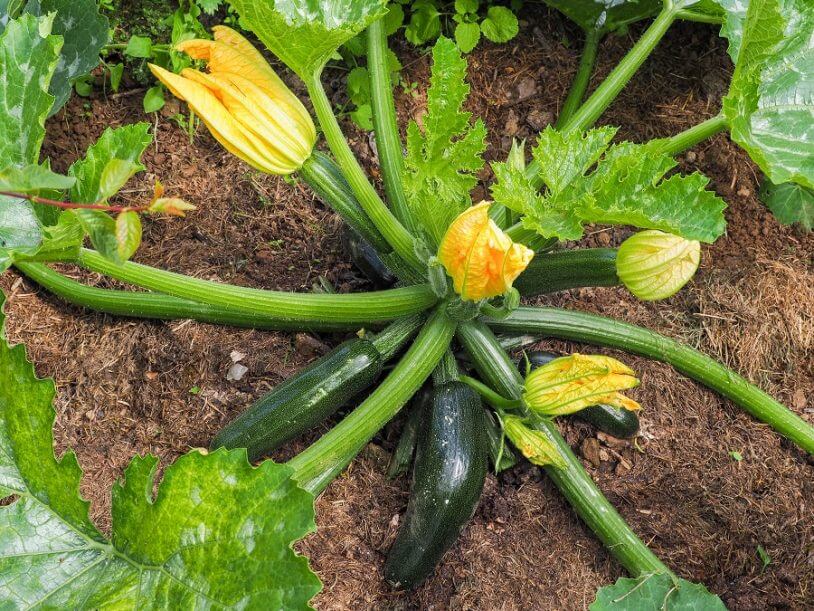 9 Makkelijke Groenten Om Zelf Te Kweken Moestuintips Buitenleven