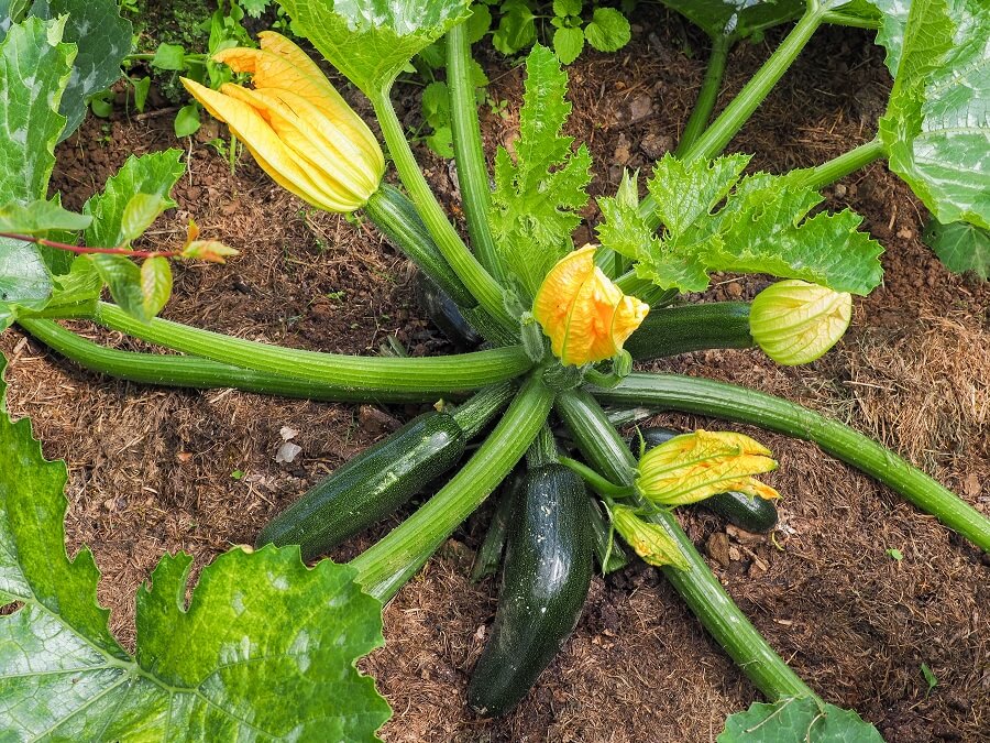 Makkelijke groenten kweken doe je zo; zaaien, water geven en laten groeien – Tuinieren met Buitenleven