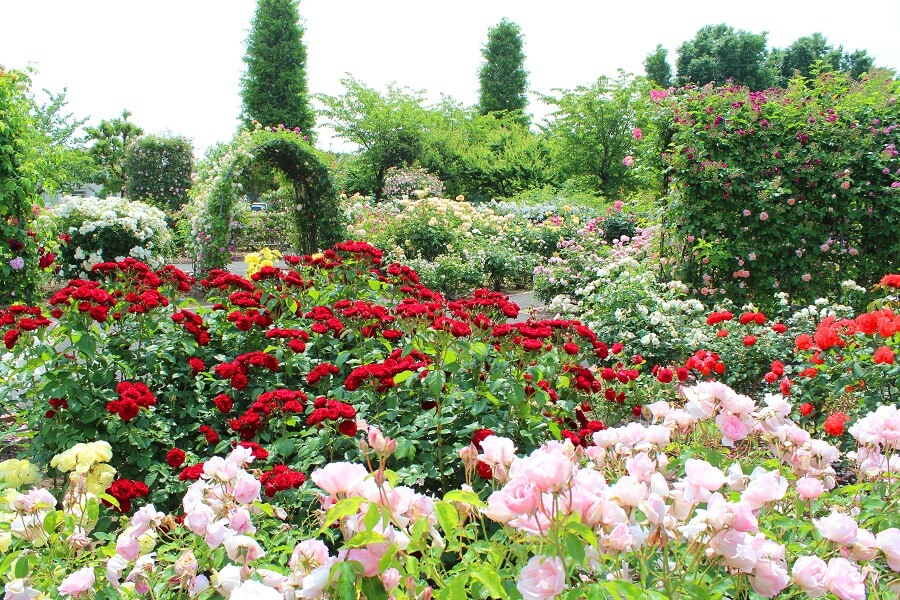 Tips om rozen in je tuin te planten en snoeien – Tuinieren met Buitenleven