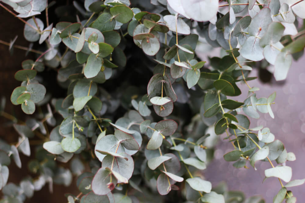 Met zijn grijsgroene kleur is gomboom of eucalyptus prima geschikt als decoratie, bijvoorbeeld in combinatie met andere planten die hun blad niet verliezen.