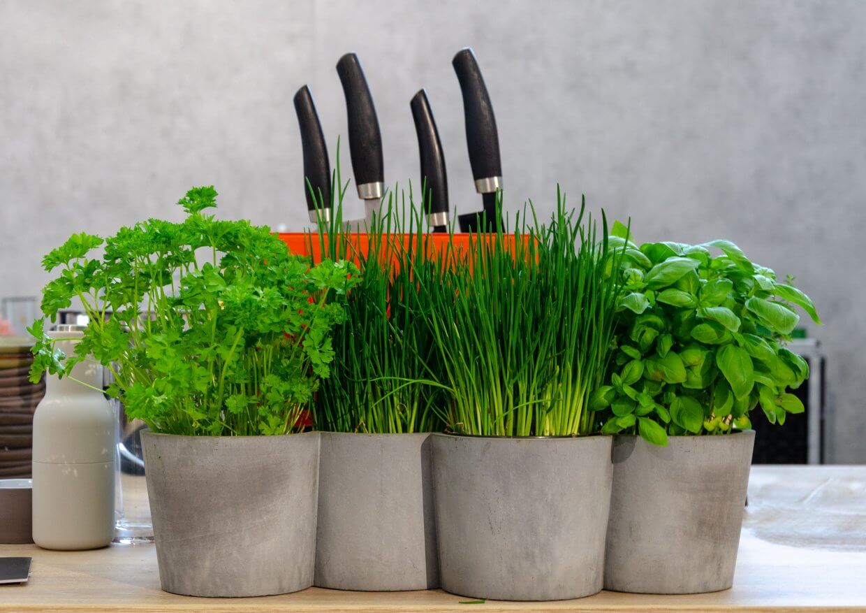 kruidenplantjes