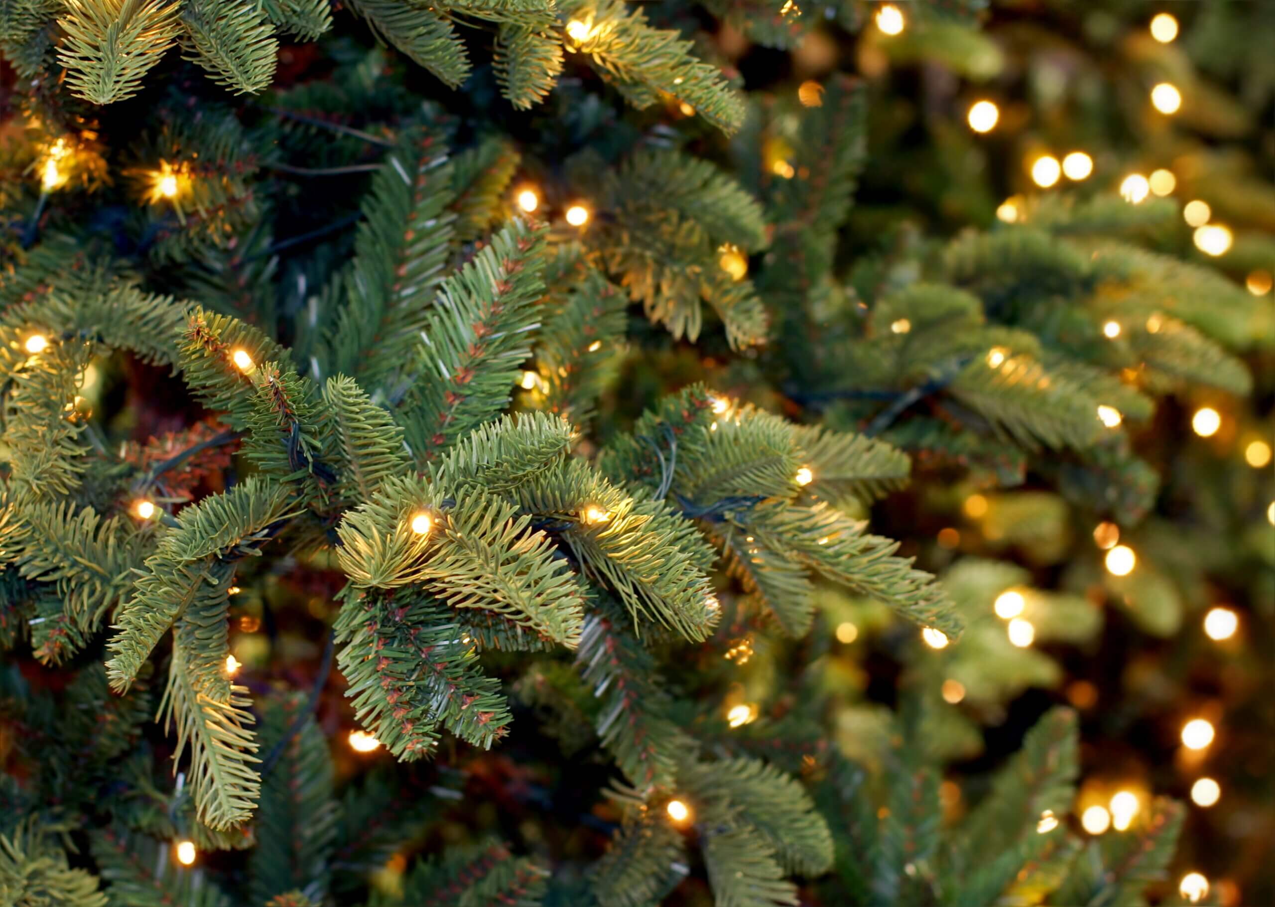 Idool Deuk lichten 9 dingen die je moet weten over kerstbomen – Buitenleven