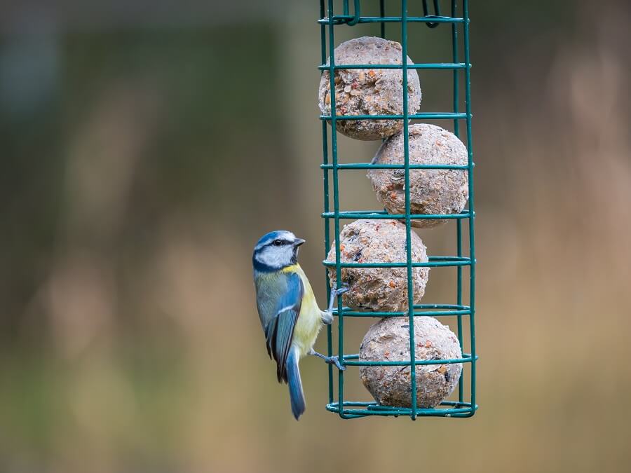 Vogels voeren: vetbollen in plastic netjes kunnen gevaarlijk zijn voor vogels. Een rekje voor vetbollen is beter - Tuinieren met Buitenleven