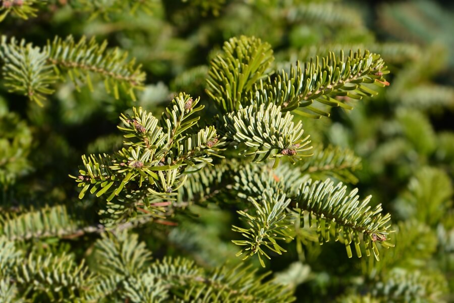 Niet alle kerstbomen zijn hetzelfde, je hebt veel soorten spar die dienen als kerstboom – Kerst met Buitenleven