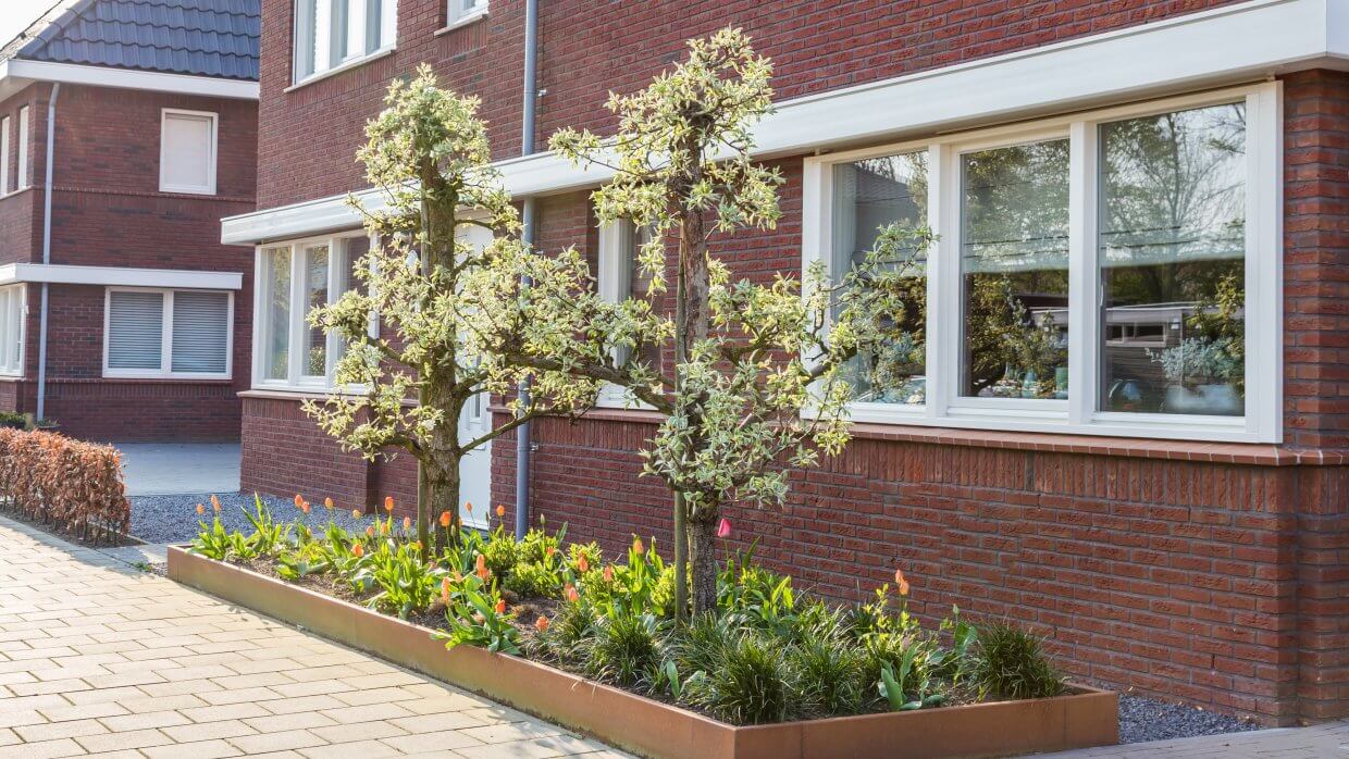 boom planten