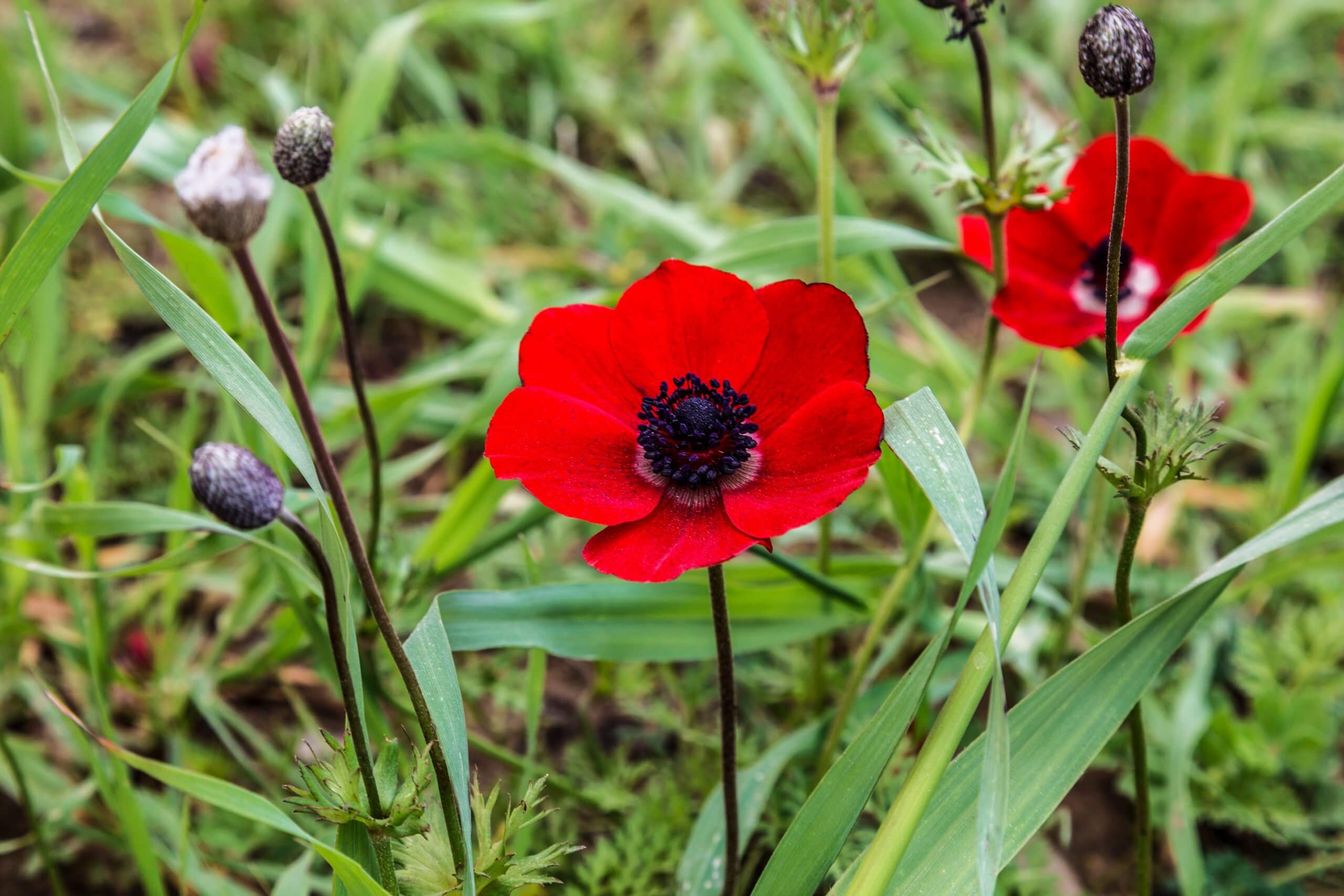 Red,Blooming,Anemones,On,A,Sunny,Summer,Day, rode herfstanemoon Anemone coronaria