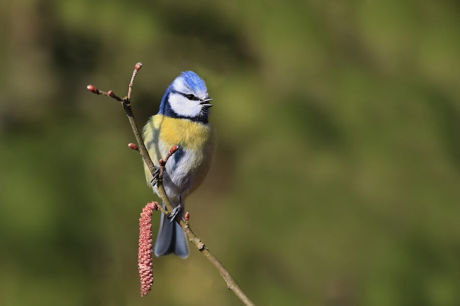 De pimpelmees komt graag naar je tuin in de winter, geef hem vetbollen en pindanetjes - vogelen met Buitenleven