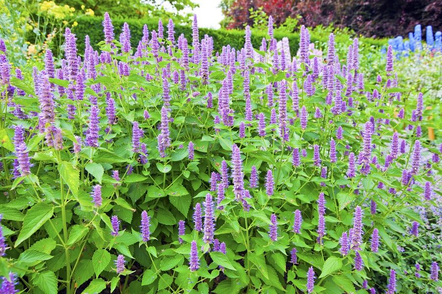 Dropplant (Agastache ‘Blue Fortune’).